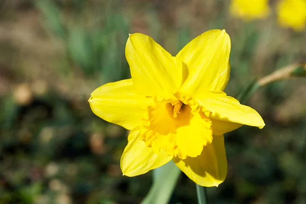 Daffodil特写 春天开花的植物 — 图库照片