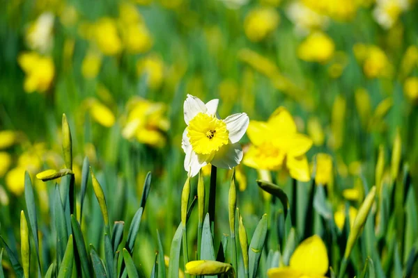 Daffodil Close Blooming Plants Spring — Stock Photo, Image