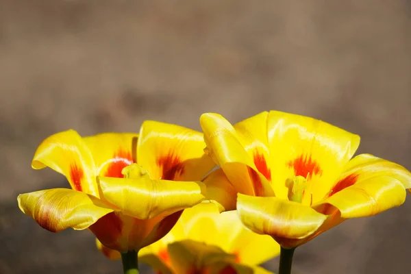 特写中的宽开放郁金香 花的红色和黄色 — 图库照片