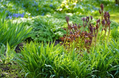 Bahçedeki yeşil yatak. Bahar aylarında şakayık yetiştiren çeşitli türler..