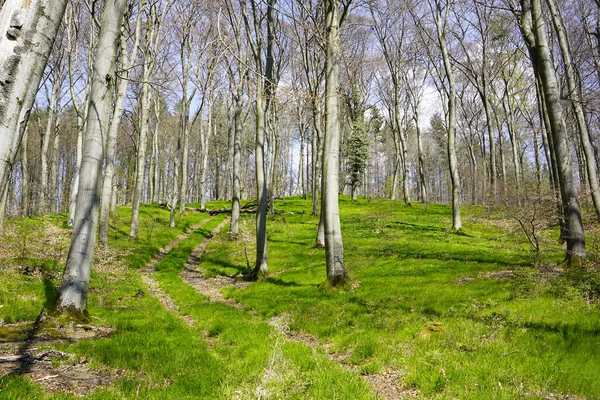 北莱茵 威斯特法伦州奥林豪森附近的森林 德国的自然林区 在大自然中远足 春天的风景 — 图库照片