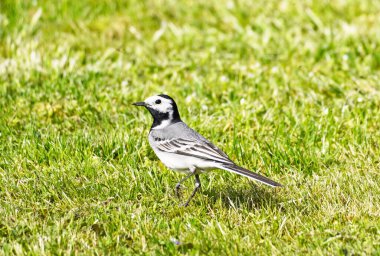 Sallanan kuyruğu kapat, motacilla alba. Kuş yeşil bir çayırda oturur. Siyah, gri ve beyaz tüylü ötücü kuş.