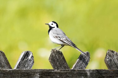 Sallanan kuyruğu kapat, motacilla alba. Arkasında yeşil çayır olan ahşap bir çitte oturan kuş. Siyah, gri ve beyaz tüylü ötücü kuş
