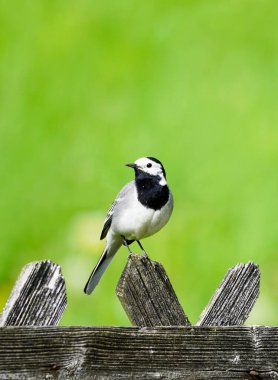 Sallanan kuyruğu kapat, motacilla alba. Arkasında yeşil çayır olan ahşap bir çitte oturan kuş. Siyah, gri ve beyaz tüylü ötücü kuş