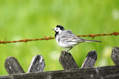 Sallanan kuyruğu kapat, motacilla alba. Arkasında yeşil çayır olan ahşap bir çitte oturan kuş. Siyah, gri ve beyaz tüylü ötücü kuş