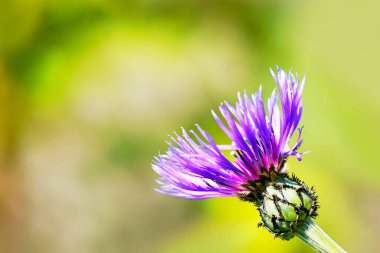 Knapweed Dağı 'nın mor çiçeği, Centaurea Montana. Bahçedeki bir bitkinin çiçek açmasına yakın..