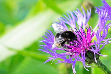 Centaurea Montana 'daki Knapweed dağının mor çiçeğinin üzerindeki yaban arısı. Bir bitkinin ve bir böceğin çiçeklerini kapatın. Nektar toplayan böcekler.