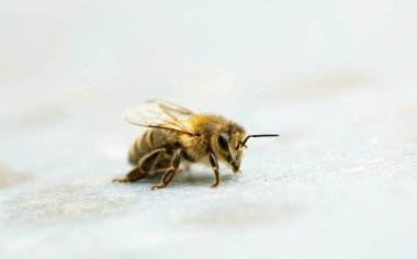 Arı kovanının kapağında bir arı. Işık yüzeyindeki bir böceğe yaklaş. Apis mellifera. Makro fotoğrafçılık