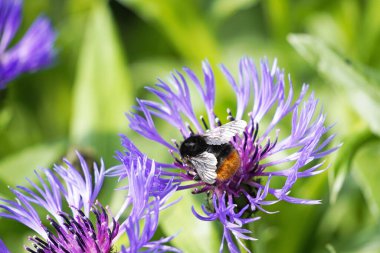 Centaurea Montana 'daki Knapweed dağının mor çiçeğinin üzerindeki yaban arısı. Bir bitkinin ve bir böceğin çiçeklerini kapatın. Nektar toplayan böcekler.