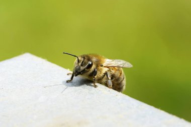Arı kovanının kapağına tırmanır. Yeraltındaki bir böceğe yaklaş ve yeşil arka planda kal. Apis mellifera. Makro fotoğrafçılık