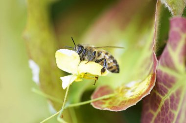 Arı çiçekte nektar toplar. Böcek yaklaş. Apis mellifera.
