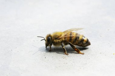 Arı kovanının kapağında bir arı. Işık yüzeyindeki bir böceğe yaklaş. Apis mellifera. Makro fotoğrafçılık