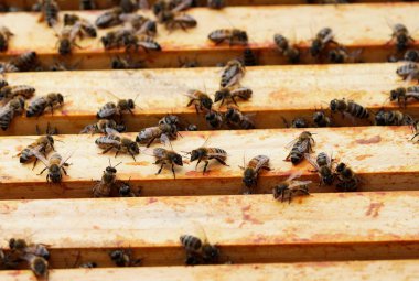 Arı kovanındaki bal çerçevelerinin arasındaki arılar. Apis mellifera. Böceklere yakın çekim.