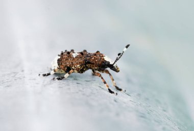 Weevil, Platystomos albinus, uzun zamandır hisseden bitli. Böceğe yaklaş. Kahverengi böceğin makro çekimi..