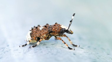 Weevil, Platystomos albinus, uzun zamandır hisseden bitli. Böceğe yaklaş. Kahverengi böceğin makro çekimi..