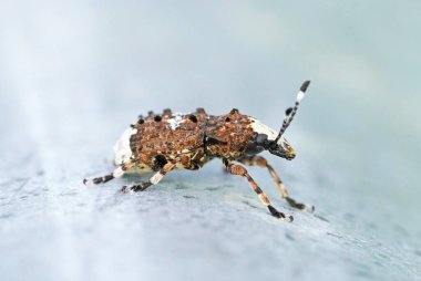 Weevil, Platystomos albinus, uzun zamandır hisseden bitli. Böceğe yaklaş. Kahverengi böceğin makro çekimi..