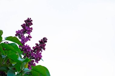 Beyaz arkaplanlı leylak çiçekleri. Mor büyük çiçekleri kapatın. Şırınga.