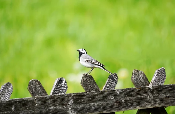 Sallanan kuyruğu kapat, motacilla alba. Arkasında yeşil çayır olan ahşap bir çitte oturan kuş. Siyah, gri ve beyaz tüylü ötücü kuş