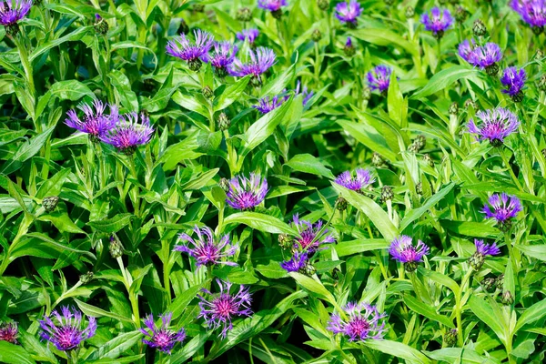 Фіолетова Квітка Гірських Водоростей Centaurea Montana Крупним Планом Розквіт Рослини — стокове фото