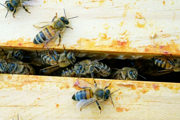Bees between the honey frames in the beehive. Apis mellifera. Close-up of insects.