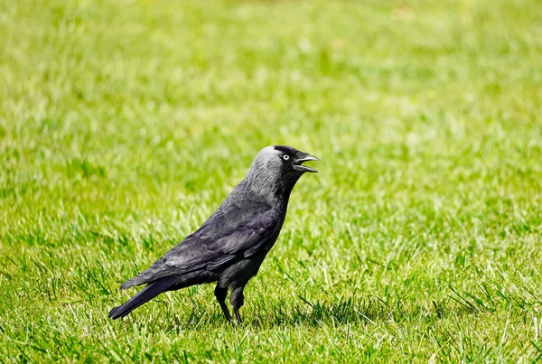 Corvus Monedula Nın Yakın Çekimi Yeşil Çayırda Siyah Tüylü Kuş — Stok fotoğraf
