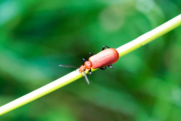 Red Fire Beetle Pyrochroidae Escarabajo Sienta Sobre Una Brizna Hierba — Foto de Stock