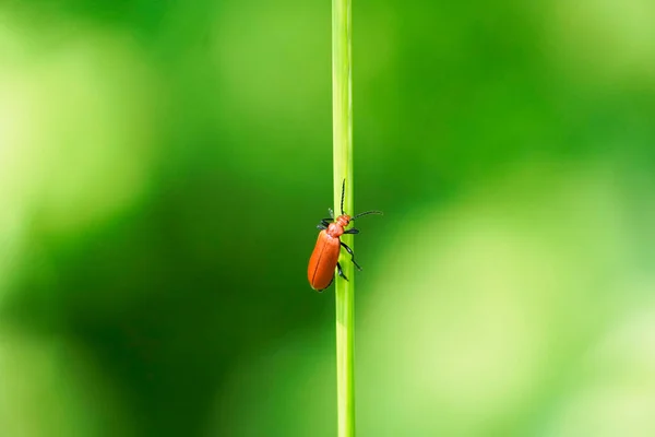 Red Fire Beetle Pyrochroidae Escarabajo Sienta Sobre Una Brizna Hierba — Foto de Stock