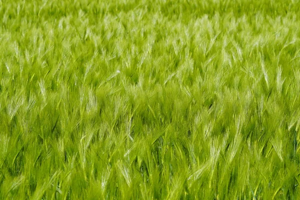 Зеленый Незрелый Ячмень Зерновое Поле Зеленым Ячменем Качестве Фона — стоковое фото