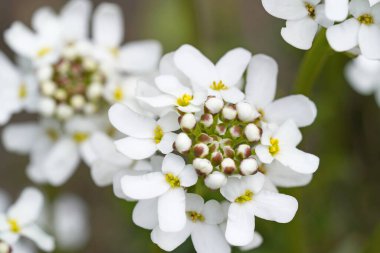 Bitmeyen yeşil şekerlerin beyaz çiçeklerine yakın çekim. Bahçede uzun ömürlü olmak. İberis sempervirens