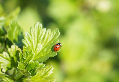 Yeşil üzümlü yapraklı küçük kırmızı uğur böceği. Yeşil doğal arka plan. Bir böceğe yaklaş. Noktalı kırmızı böcek..