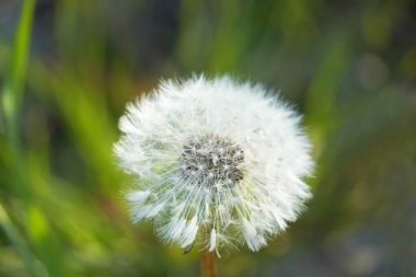 Arka planda yeşil bir çayır olan karahindiba yakın planda..