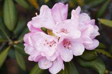 Rododendron. Fabrikayı kapatın. Büyük pembe çiçekler..