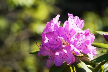 Rododendron. Fabrikayı kapatın. Büyük pembe çiçekler..