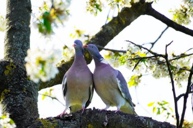 İki kaplumbağa ahşap güvercin kiraz ağacında bir dalda oturuyorlar. Columba palumbus. Gri tüylü kuşlar. Avrupa kuşu.