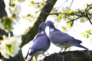 İki kaplumbağa ahşap güvercin kiraz ağacında bir dalda oturuyorlar. Columba palumbus. Gri tüylü kuşlar. Avrupa kuşu.