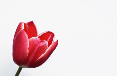 Kırmızı laleler yakın planda. Ön planda kırmızı çiçekler olan açık arkaplan. Bahar çiçekleri.