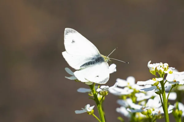 小さなキャベツの白い蝶は常緑のキャンドルの花に座っています 自然環境における昆虫の閉鎖 ピアース ラッパー — ストック写真