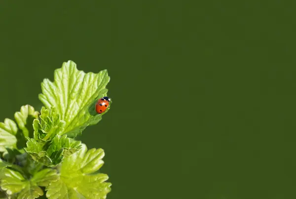 Malá Červená Beruška Zeleném Listu Rybízu Zelené Přírodní Pozadí Blízko — Stock fotografie