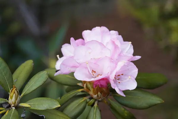 Rododendron Zavřete Rostlinu Velké Růžové Květy — Stock fotografie