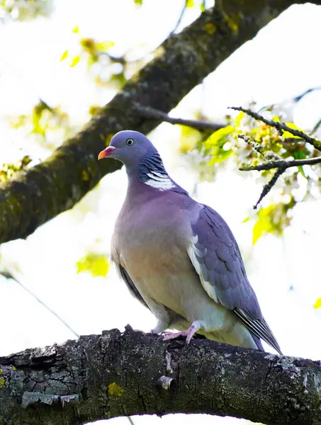 Pigeon Des Bois Est Assis Sur Une Branche Cerisier Columba — Photo