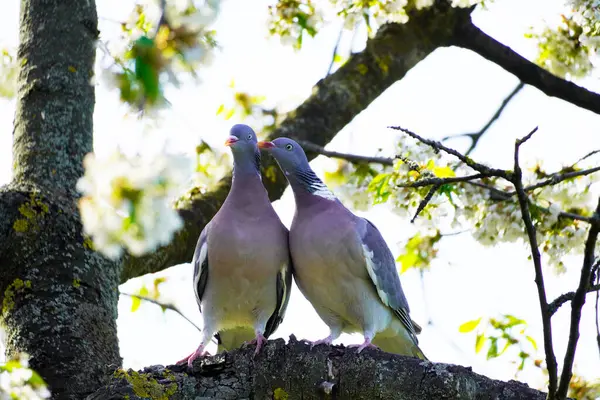 Two Turtling Wood Pigeons Sitting Branch Cherry Tree Columba Palumbus — Stock Photo, Image