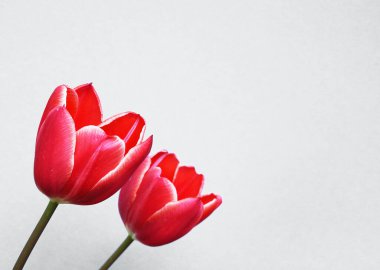 Kırmızı laleler yakın planda. Ön planda kırmızı çiçekler olan açık arkaplan. Bahar çiçekleri.