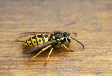 Kahverengi ahşap bir arka planda eşek arısı. Böcek yaklaş. Gerçek bir eşekarısının makro fotoğrafı. Vespidae.