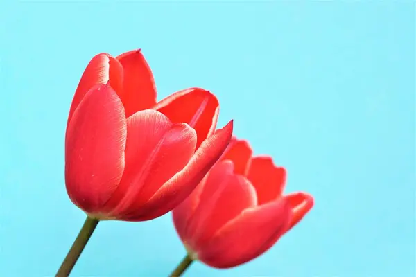赤いチューリップを閉じました 前景に赤い花が付いているライトブルーの背景 春の花 — ストック写真