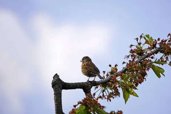 House Sparrow Sits Branch Cherry Tree Songbirds Europe Little Sparrow — Stock Photo, Image