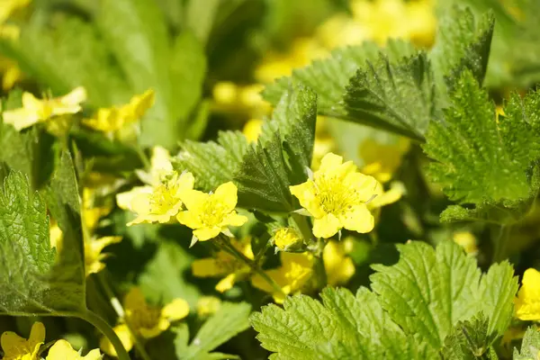 金银花 金黄色的草莓特写 绿色的多年生植物 花园里开着黄色的花 坚硬的植物 低维护性地面覆盖物 — 图库照片