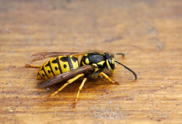Kahverengi ahşap bir arka planda eşek arısı. Böcek yaklaş. Gerçek bir eşekarısının makro fotoğrafı. Vespidae.