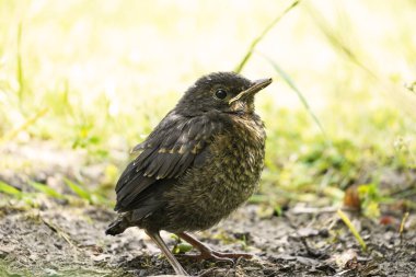 Küçük bir karatavuğun portresi. Genç kuş yerde oturuyor. Turdus merula.