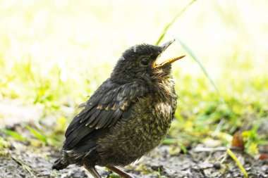 Küçük bir karatavuğun portresi. Genç kuş yerde oturuyor. Turdus merula.