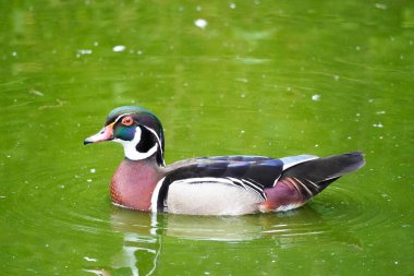 Doğal ortamda bir ağaç ördeğin portresi. Aix sponsa. Su kuşuna yakın çekim.